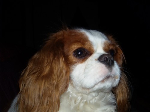 Cavalier king charles